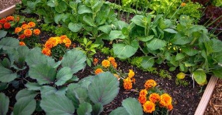 ZASUČITE RUKAVE KASNIJE ĆE VAM BITI DRAGO: Ovo povrže je NAJBOLJE POSADITI U JULU: Rađa kao ludo!