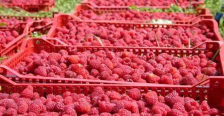 Malinari daju 3 KM po ubranom kilogramu, ali opet nema zainteresiranih berača