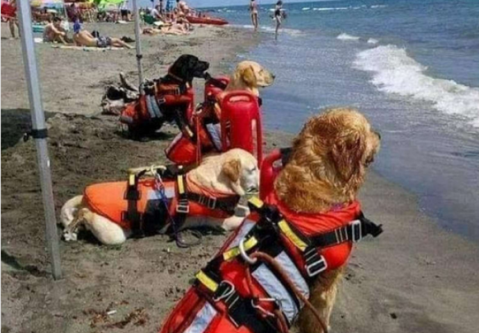 ISPRAVKA: Viralna fotografija pasa spasilaca snimljena je u Italiji