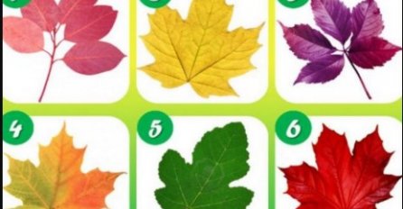 RECITE NAM KOJI LIST BIRATE, A MI ĆEMO OTKRITI SVE O VAMA: Rijetki se usuđuju uraditi ovaj test, NAJTAČNIJI I NAJISKRENIJI DO SADA