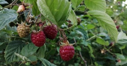 Teške muke malinara: Lopovi s lampama na glavi kradu maline