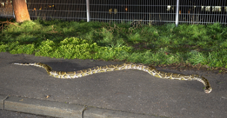 Njemačka policija traži pitona dugog tri metra, pobjegao je vlasniku