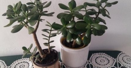 STAVITE OVU BILJKU PORED VRATA, NOVAC SE LIJEPI ZA VAŠU KUĆU: Svi tvrde da je magična - PARE SE SAMO GOMILAJU