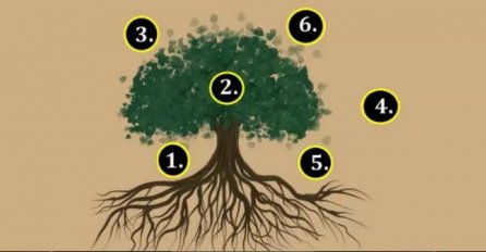 POGLEDAJTE DOBRO DRVO ŽELJA: Zamislite želju i odaberite jedan broj, OTKRIT ĆE VAM DA LI ĆE SE ŽELJA OSTVARITI 