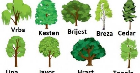 ODABERITE JEDNO STABLO SA SLIKE, A MI ĆEMO VAM REĆI ŠTA VAS ČEKA DO KRAJA GODINE: Test koji svima pogađa