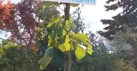 Hit! Natpis na smokvi u Hrvatskoj nasmijao društvene mreže, ljudi pišu: "Dokle smo došli"