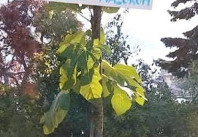 Hit! Natpis na smokvi u Hrvatskoj nasmijao društvene mreže, ljudi pišu: "Dokle smo došli"