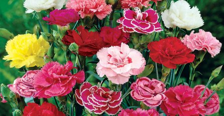 DODALA JE JEDNU STVAR U VAZU S KARANFILIMA: Cvijeće je ostalo kao NOVO I DUŽE NEGO IKADA 