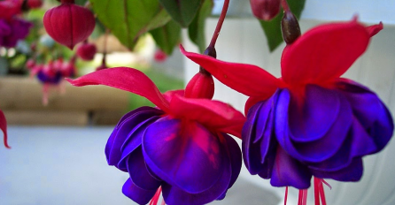 CVJETNA DIVA KOJA OBOŽAVA HLADOVINU: Ako želite imati naljepše cvjetove ove trikove morate znati! Ovako se gaji prelijepa fuksija! 