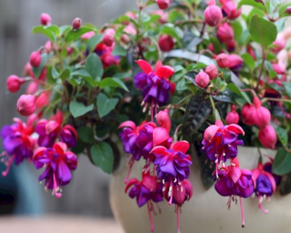 pr-tn-flowers-fuchsia
