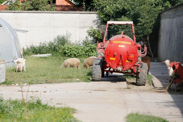 2673665-2121-svinje-zivotinje-nikola-andjic-5-ff