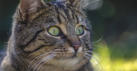 VEOMA OPASNO ZA ČOVJEKA: Evo šta vam se sve može desiti ako dugo zurite u mačje oči!