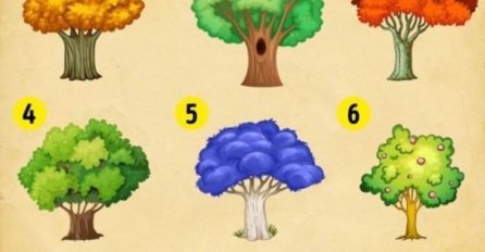 IZABERITE DRVO I SAZNAJTE KAKVE VAS PROMJENE OČEKUJU DO KRAJA GODINE: Pažljivo birajte, evo šta će vam se dogoditi