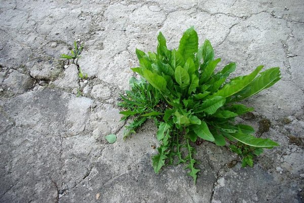 weed-concrete-contrast-grass-nature-in-the-summer-of