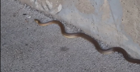 DA LI STE SINOĆ SANJALI ZMIJU? EVO ŠTA TAJ SAN ZNAČI: Kada sanjamo zmiju to zapravo znači da...