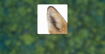 KOJOJ ŽIVOTINJI PRIPADA OVO UHO? Samo rijetki su pogodili iz prve!