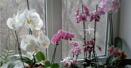 ŠTA DRŽANJE ORHIDEJE PRIVLAČI U KUĆU: Žene, obratite pažnju! Neke su i otrovne