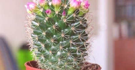 NI SLUČAJNO IH NE UNOSITE U KUĆU: Ove biljke ubijaju energiju!