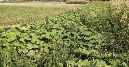 Dramatično stanje u poljoprivredi, suša opustošila polja: Kilogram povrća za mnoge je luksuz