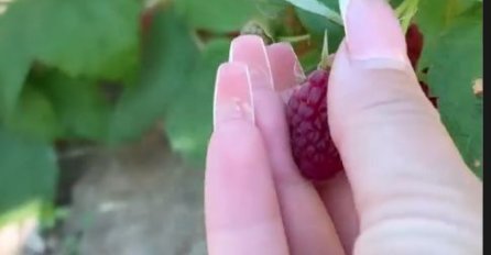 ZADRUGARKA SE HVALI EURIMA, A SADA JE JASNO ČIM SE BAVI: Uslikale kante pune malina - RADI NA NJIVI, EVO KO JE ONA (FOTO)
