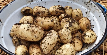 POLJOPRIVREDNICI UPOZORAVAJU: Ako vidite ovo na krompiru, znajte da je pun TOKSINA i opasan!