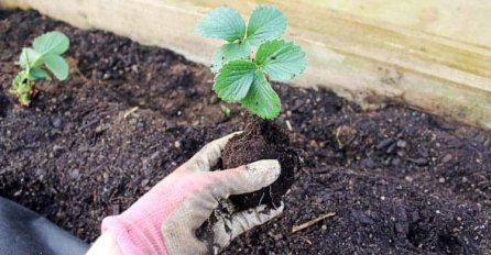 ZASUČITE RUKAVE OVO JE ZADNJI ČAS ZA SADNJU OMILJENOG VOĆA: Ako uradite na ovaj način sigurno će rasti kao lude