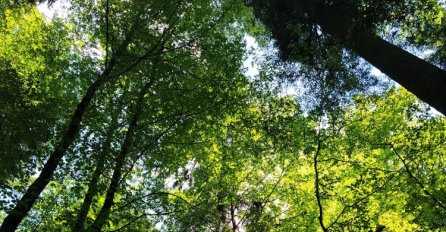Prašuma Janj na listi UNESCO-a obogatila turističku ponudu BiH