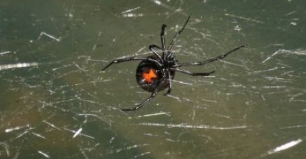 Prvi slučaj ujeda crne udovice u BiH: Opasni pauk ujeo starijeg muškarca