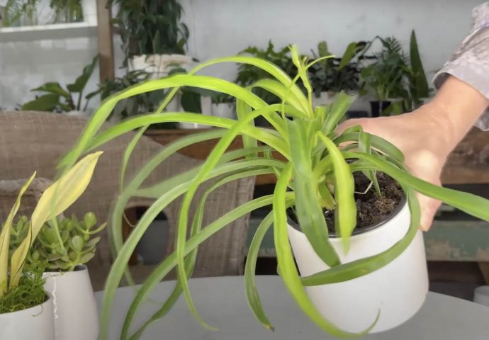 AKO U SEPTEMBRU NAPRAVITE 1 GREŠKU, UPROPASTIT ĆETE CVIJEĆE: Uništava korijen biljke a problem ćete primijetiti kad je već KASNO