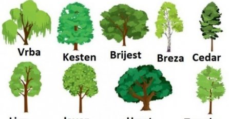 ODABERITE JEDNO STABLO SA SLIKE, A MI ĆEMO VAM OTKRITI ŠTA VAS ČEKA DO KRAJA GODINE: Test koji svima pogađa