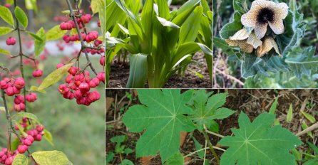 OTROV VREBA NA LIVADAMA: Ovih 10 biljaka ni slučajno ne BERITE, posljedice mogu biti kobne