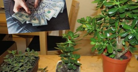 "DRVO NOVCA" STAVITE U OVAJ DIO KUĆE: Novac će se lijepiti za vas, NOVČANIK UVIJEK PUN