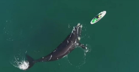 DRON SNIMIO: Pogledajte šta je kit uradio kad je došao do žene na jet skiju (VIDEO)