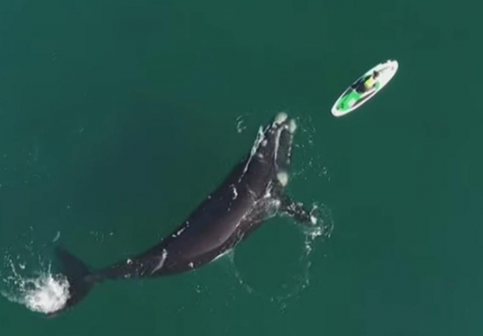 DRON SNIMIO: Pogledajte šta je kit uradio kad je došao do žene na jet skiju (VIDEO)