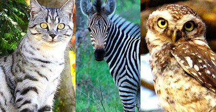 POGLEDAJTE U OČI SVAKU ŽIVOTINJU I ODABERITE JEDNU KOJA VAM SE NAJVIŠE DOPADA: Evo koju poruku ima za vas! PORUKA ZA BUDUĆNOST