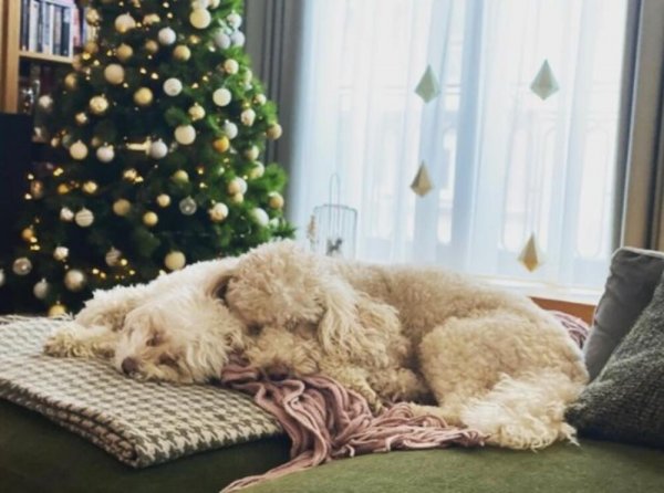 1011935-ivan-ivanovic-ff