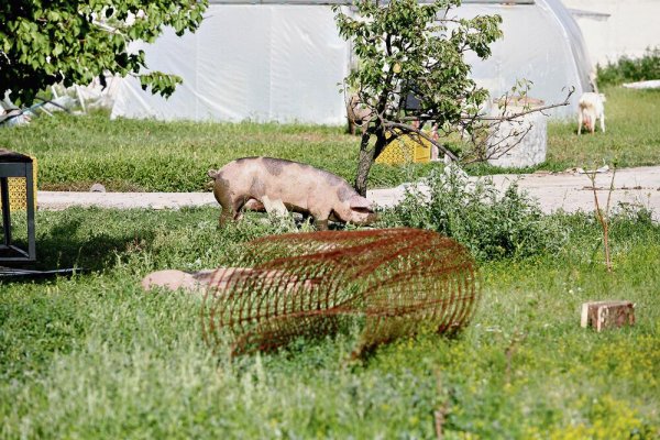 2673663-2121-svinje-zivotinje-nikola-andjic-4-ff