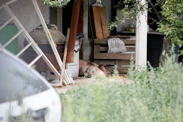 2673657-2121-svinje-zivotinje-nikola-andjic-1-ff