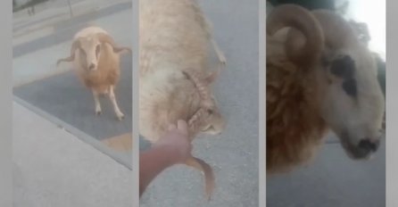 Mladog Bosanca napao ovan na ulici, pa zbog komentara postao zvijezda društvenih mreža "Kako ću ja sad objasniti zašto kasnim u školu..."