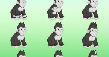 HIT ZAGONETKA, NIKO NE ZNA TAČAN ODGOVOR: Koliko majmuna vidite na slici?