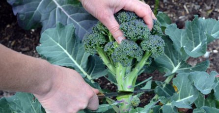 Onkologinja: Voljela bih da žene starije od 50 godina češće jedu jednu namirnicu