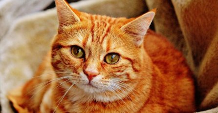 AKO VAM MAČKA DOĐE NA VRATA I NE ŽELI DA ODE, TO IMA JASNO ZNAČENJE: Sve zavisi od boje mačke - JEDNA DONOSI OGROMAN NOVAC