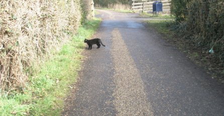 CRNA MAČKA VAM JE PREŠLA PREKO PUTA? Svi vjeruju da to donosi nesreću, a evo šta je istina