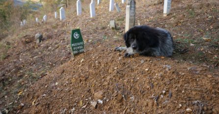 Pas Rundo već godinu se ne odvaja od mezara svoje vlasnice