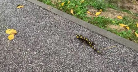 PJEGAVI DAŽDEVNJACI IZLAZE NAKON KIŠE: Evo zašto ih se trebate paziti (VIDEO)