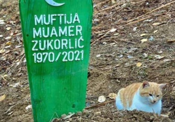 Mačak preminulog muftije Zukorlića ne ide od njegovog mezara ni po najvećoj kiši