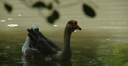 Potvrđen slučaj ptičje gripe u BiH