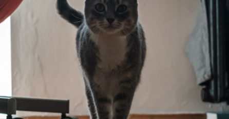 ZNATE LI ŠTA ZNAČI AKO MAČKA KIHNE U VAŠEM PRAVCU: Ovo niste znali o mačkama, a mnogo će vam pomoći