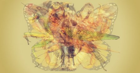 Koju životinju ste prvo vidjeli: Otrkivamo sve o vama što ni sami niste znali  - USUĐUJETE LI SE PROČITATI?!