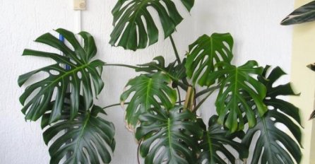 PRAŠINA ĆE POSTATI PROŠLOST: Odmah ubacite ovu biljku u vaš dom, IMA MOĆ UPIJANJA PRAŠINE - USISIVAČ VAM NEĆE TREBATI